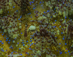 Echineulima asthenosomae