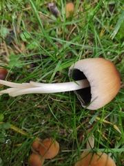 Coprinellus