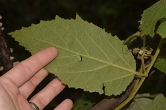 Seringia arborescens