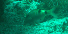 Parupeneus multifasciatus