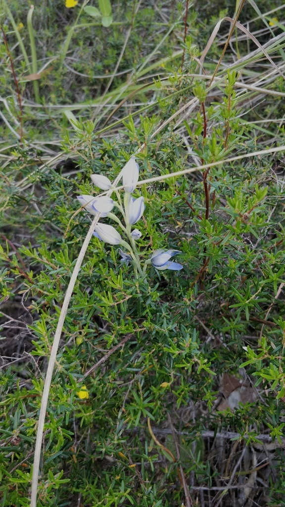 Thelymitra crinita