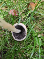 Coprinellus