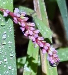 Persicaria decipiens