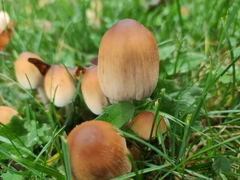 Coprinellus