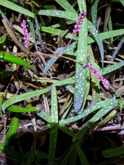 Persicaria decipiens