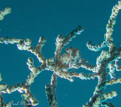 Hippocampus bargibanti