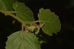 Seringia arborescens