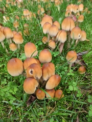 Coprinellus