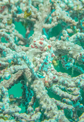 Hippocampus bargibanti