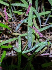 Persicaria decipiens