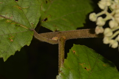 Seringia arborescens
