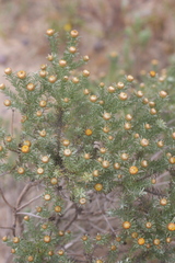 Oedera fruticosa