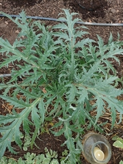 Echinops sphaerocephalus