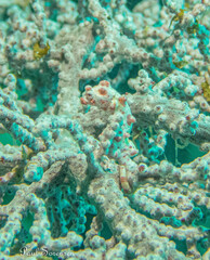 Hippocampus bargibanti