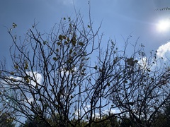 Pseudocydonia sinensis