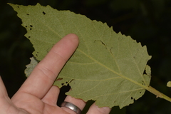 Seringia arborescens