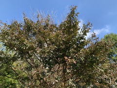 Lagerstroemia indica