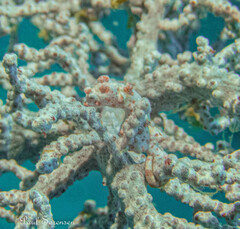 Hippocampus bargibanti