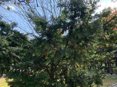 Taxus cuspidata