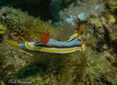 Chromodoris colemani