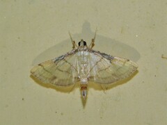Marasmia poeyalis
