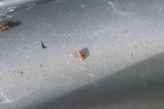 Truncatellina callicratis