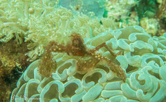 Achaeus japonicus