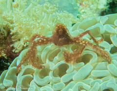 Achaeus japonicus