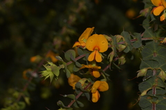 Pultenaea spinosa