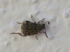 Acanthoscelides obtectus