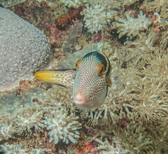 Canthigaster valentini