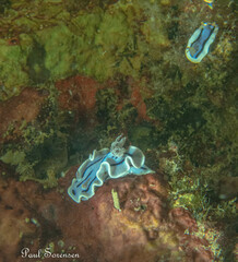 Chromodoris willani