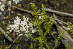 Selaginella uliginosa