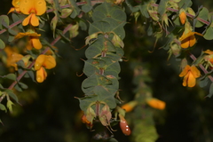 Pultenaea spinosa