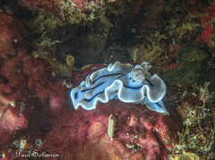 Chromodoris willani