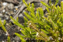 Selaginella uliginosa