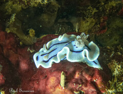 Chromodoris willani