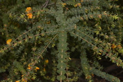 Pultenaea spinosa