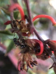 Dolichoderus scabridus