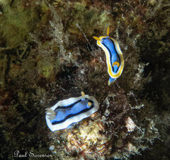 Chromodoris annae