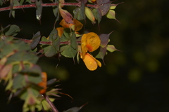 Pultenaea spinosa