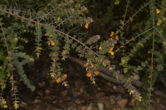 Pultenaea spinosa