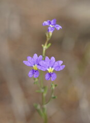 Dampiera stricta