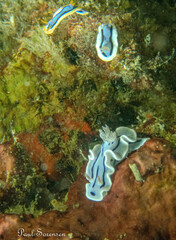 Chromodoris willani