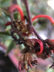 Dolichoderus scabridus