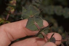 Pultenaea spinosa