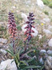 Digitalis parviflora