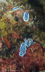 Chromodoris willani
