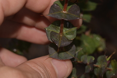 Pultenaea spinosa