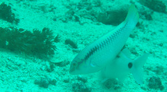 Halichoeres scapularis